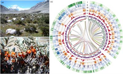 How to survive in the world’s third poplar: Insights from the genome of the highest altitude woody plant, Hippophae tibetana (Elaeagnaceae)